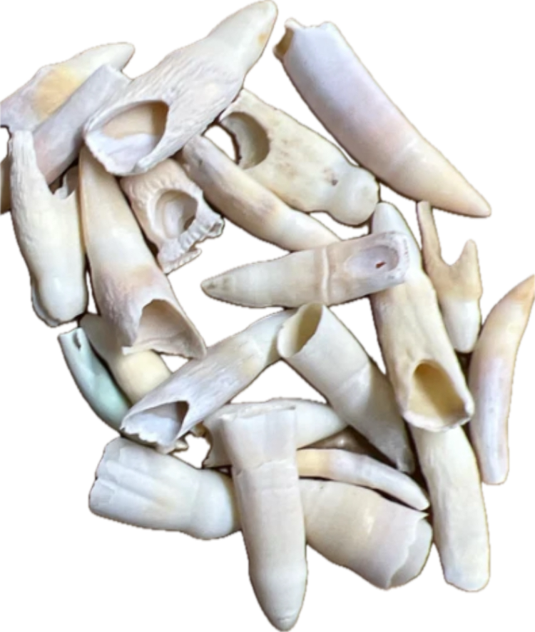 Real Alligator Teeth
