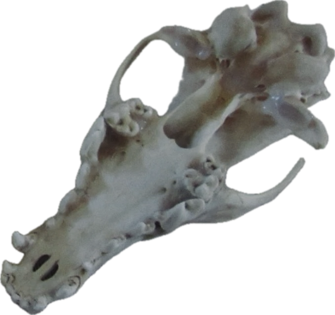 Coyote Top Skull