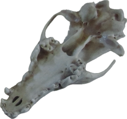 Coyote Top Skull