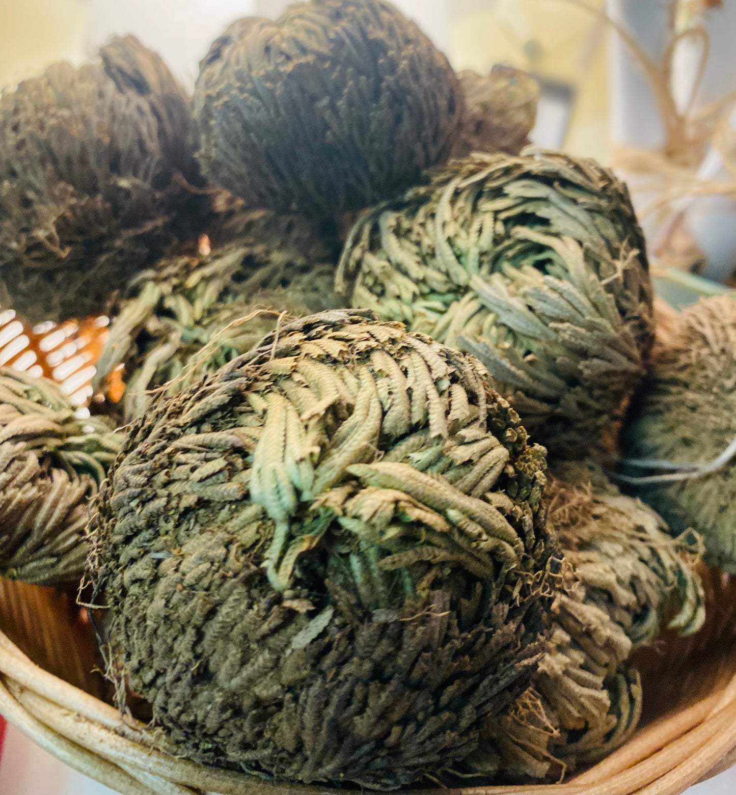 Rose of Jericho