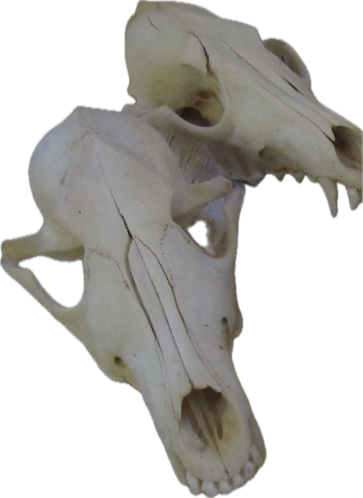 Coyote Top Skull