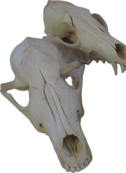Coyote Top Skull