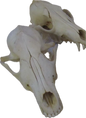 Coyote Top Skull