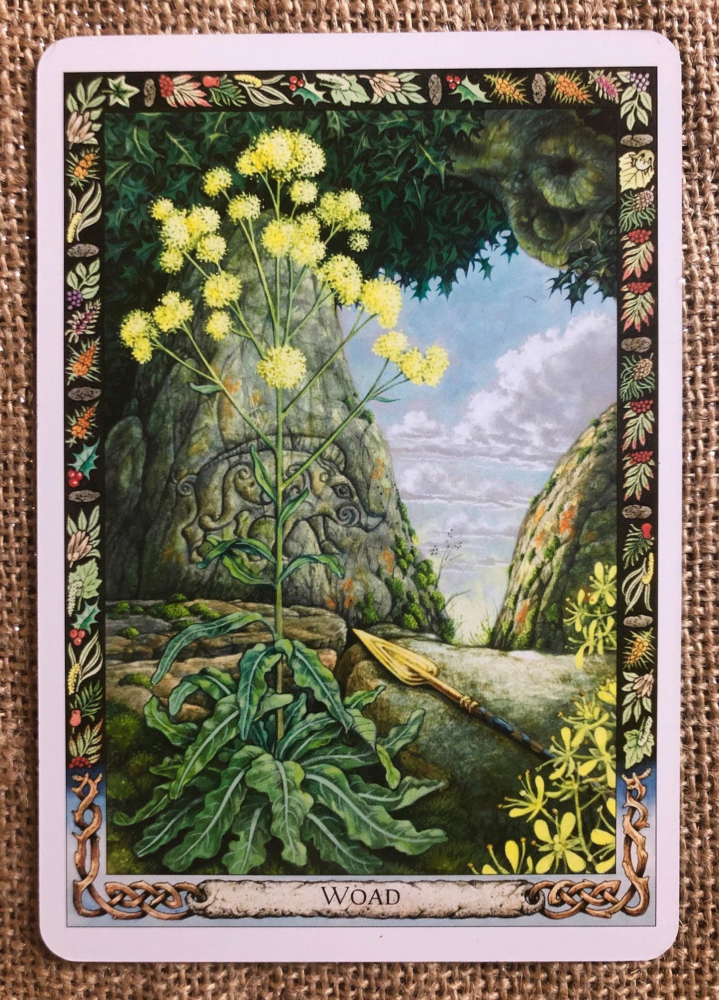 Druid Plant Oracle