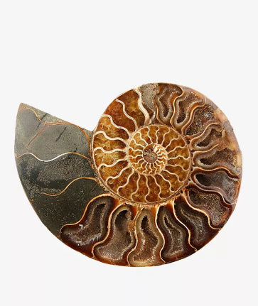 Natural Ammonite Fossil Sterling Silver Pendant