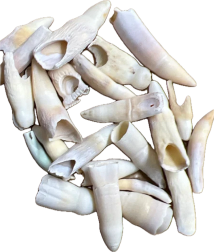 Real Alligator Teeth