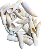 Real Alligator Teeth